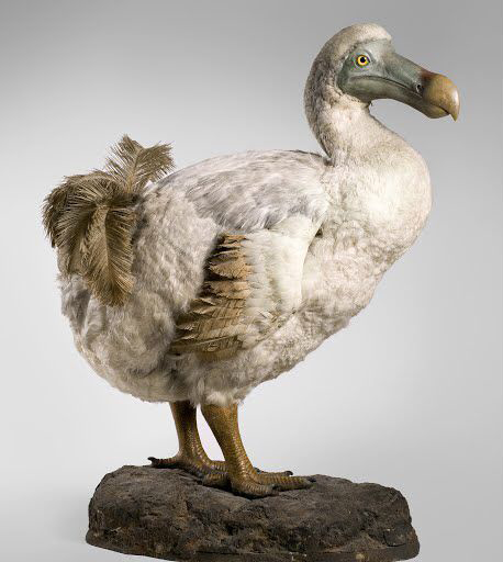 Ilustración del Dodo.