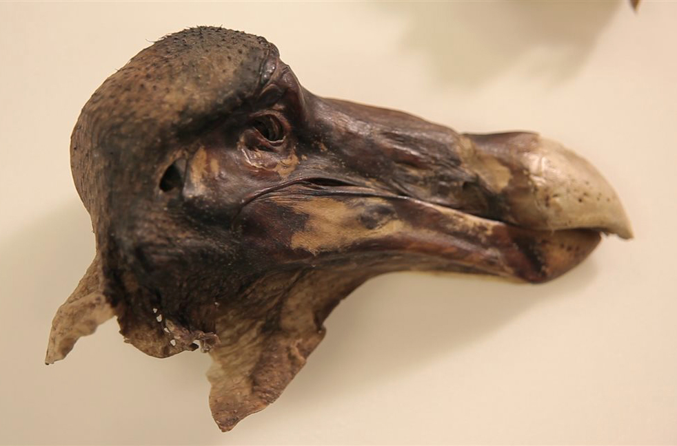 El Dodo de Oxford. Museo de Historia Natural de la Universidad de Oxford.