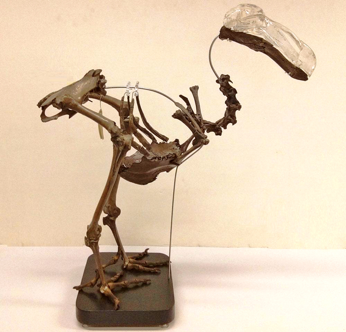 Esqueleto articulado del Dodo de Oxford. World Museum, Liverpool.