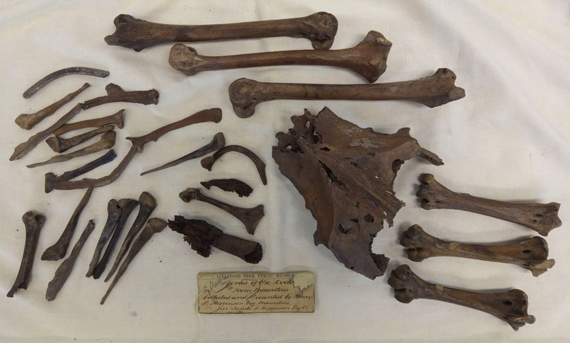 Huesos del Dodo donados. World Museum, Liverpool.